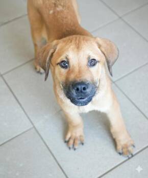 Rescue Labrador Retriever and Mixed Breed Dogs for Adoption in Bowling Green, Kentucky - Maui | PetCurious