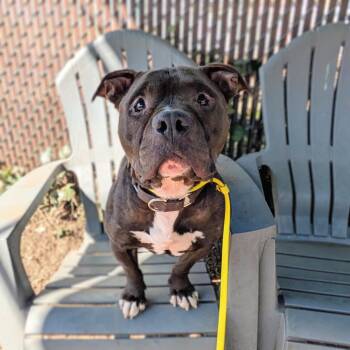Boone -  Pit Bull Terrier Dog for Adoption in Oakland, California - Boone | PetCurious