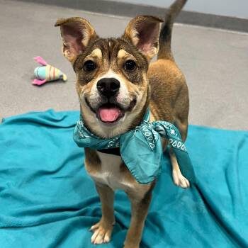 Mixed Breed Dogs Available for Adoption in Canal Winchester, Ohio - Fries | PetCurious