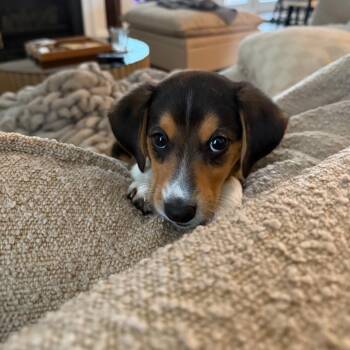 Beagle and Terrier Dogs Available for Adoption in Waxhaw, North Carolina - LaLa  | PetCurious