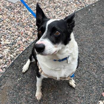 Astranova -  Mixed Breed Dog for Adoption in Cheyenne, Wyoming - Astranova | PetCurious