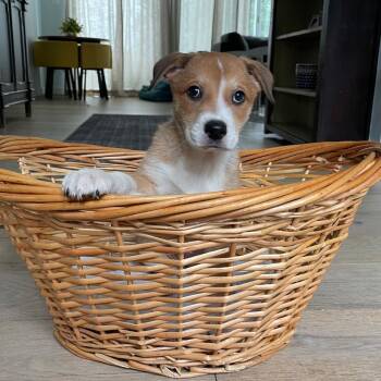 Elektra -  Mixed Breed Dog for Adoption in Hughesville, Maryland - Elektra | PetCurious