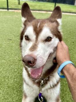 Leo -  Mixed Breed Dog for Adoption in Wichita, Kansas - Leo | PetCurious