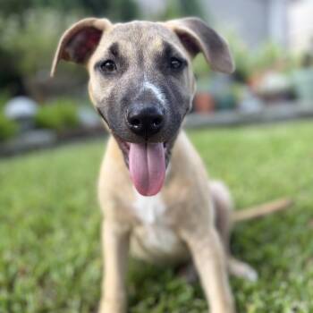 Nova -  Black Mouth Cur Dog for Adoption in Martinez, California - Nova | PetCurious