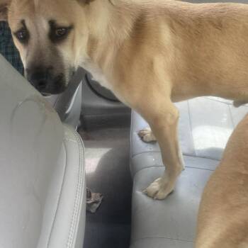 Mixed Breed Dogs Available for Adoption in Huntington, West Virginia - Cheeseburger | PetCurious