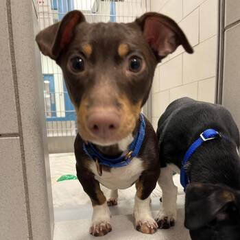 Dachshund and Terrier Dogs Available for Adoption in Nashville, Tennessee - Crawford | PetCurious