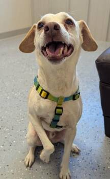 Rico -  Rat Terrier Dog for Adoption in Yankton, South Dakota - Rico | PetCurious
