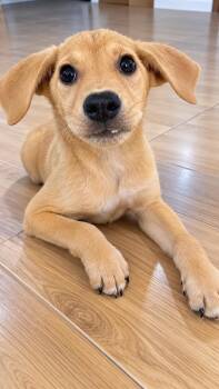 PERLA -  Mixed Breed Dog for Adoption in Harlingen, Texas - PERLA | PetCurious