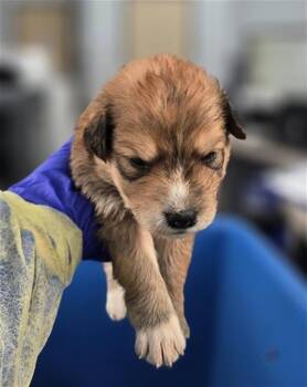 Mixed Breed Dogs Available for Adoption in Dallas, Texas - CIABATTA | PetCurious
