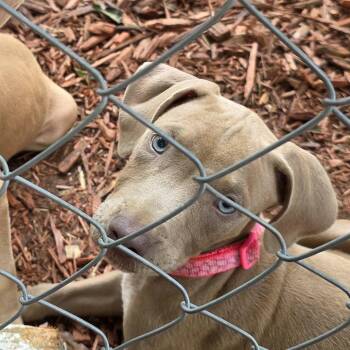 Kailani -  Weimaraner and Pit Bull Terrier Dog for Adoption in Clinton, Wisconsin - Kailani | PetCurious