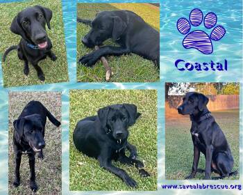 Rescue Labrador Retriever and Black Labrador Retriever Dogs for Adoption in Middletown, Rhode Island - Coastal | PetCurious