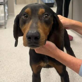 Mixed Breed Dogs Available for Adoption in Cooperstown, New York - Camden | PetCurious