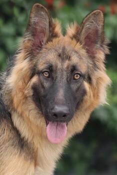 Beau von Brilon -  German Shepherd Dog Dog for Adoption in Los Angeles, California - Beau Von Brilon | PetCurious