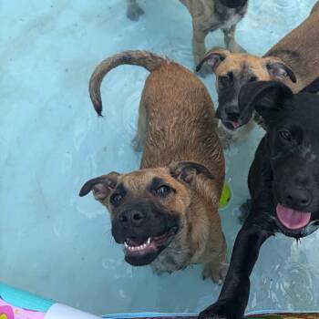 Dave -  Hound and Labrador Retriever Dog for Adoption in Wheeling, Illinois - Dave | PetCurious
