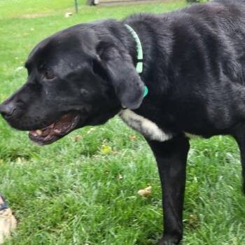 Nelson -  Mixed Breed Dog for Adoption in Buffalo, Minnesota - Nelson | PetCurious