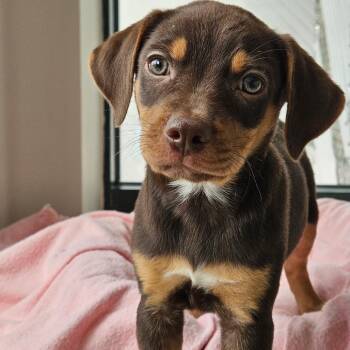 Miniature Pinscher Dogs Available for Adoption - Dillon | PetCurious