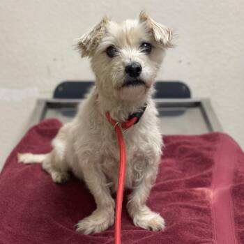 Teddy Bear -  Terrier and Mixed Breed Dog for Adoption in Riverside, California - Teddy Bear | PetCurious