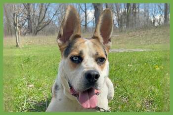 German Shepherd Dog and Siberian Husky Dogs Available for Adoption in Amherst, Massachusetts - Norman | PetCurious