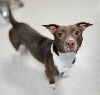 BAILEY -  Pit Bull Terrier and Mixed Breed Dog for Adoption in Newton, North Carolina - BAILEY | PetCurious