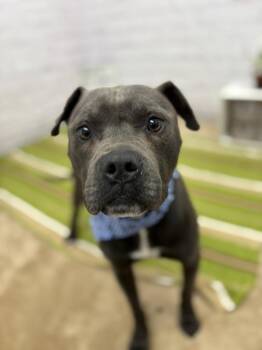 Cruise -  Mixed Breed Dog for Adoption in Detroit, Michigan - Cruise | PetCurious