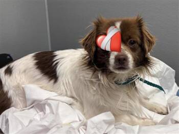 Chihuahua and Mixed Breed Dogs Available for Adoption - BENITO | PetCurious