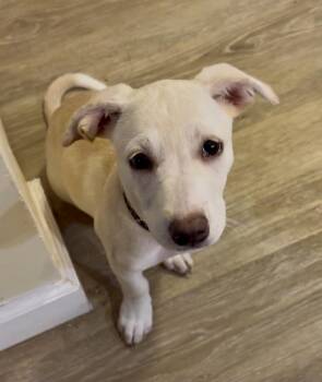 Waddles -  Labrador Retriever Dog for Adoption in Lewisville, Indiana - Waddles | PetCurious