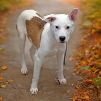 Starburst -  Mixed Breed Dog for Adoption in Portland, Oregon - Starburst | PetCurious