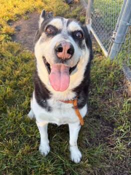 Cole Porter -  Husky Dog for Adoption in Chicago, Illinois - Cole Porter | PetCurious