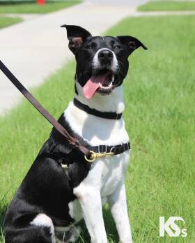 Webber -  Border Collie and American Staffordshire Terrier Dog for Adoption - Webber | PetCurious