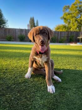 26Spice -  Anatolian Shepherd and Great Pyrenees Dog for Adoption in Shingle Springs, California - 26Spice | PetCurious