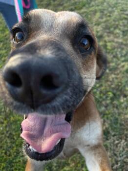 Ava -  Mixed Breed Dog for Adoption in Fort Pierce, Florida - Ava | PetCurious
