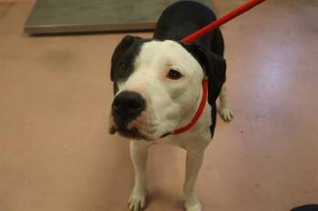 Mixed Breed Dogs Available for Adoption in Columbia, South Carolina - LUNA | PetCurious