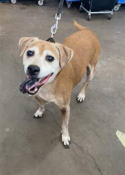 DOZER -  Mixed Breed Dog for Adoption in Dallas, Texas - DOZER | PetCurious
