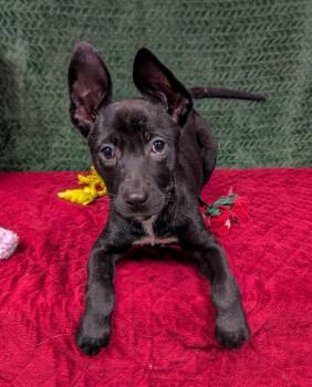 Labrador Retriever Dogs Available for Adoption - Jon Snow | PetCurious