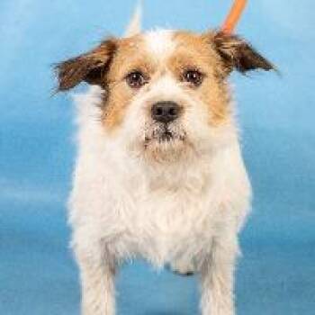 Terrier and Mixed Breed Dogs Available for Adoption in Minneapolis, Minnesota - Maisie | PetCurious