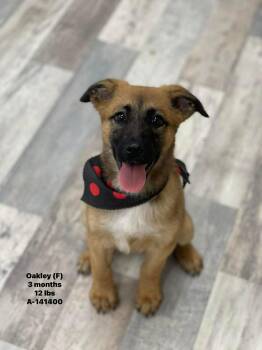 German Shepherd Dog and Black Mouth Cur Dogs Available for Adoption - Oakley The Shepherd Mix Puppy | PetCurious