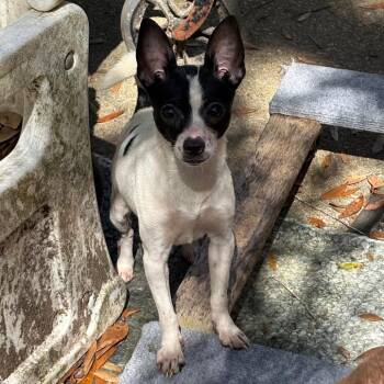 Mixed Breed Dogs Available for Adoption - Selene | PetCurious