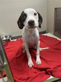 English Pointer Dogs Available for Adoption in Dubuque, Iowa - Clara | PetCurious