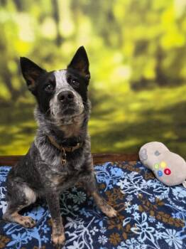 Australian Cattle Dog Blue Heeler Dogs Available for Adoption - Duke | PetCurious