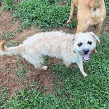 Chicken Mini -  Mixed Breed Dog for Adoption in Winston-salem, North Carolina - Chicken Mini | PetCurious