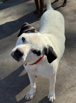 Blanco -  American Bulldog Dog for Adoption in Roswell, Georgia - Blanco | PetCurious