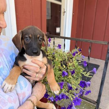 Keely -  Xoloitzcuintli Mexican Hairless Dog for Adoption in Madison, Wisconsin - Keely | PetCurious