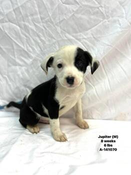 Australian Cattle Dog Blue Heeler and American Staffordshire Terrier Dogs Available for Adoption - Jupiter The Mixed Breed Puppy | PetCurious