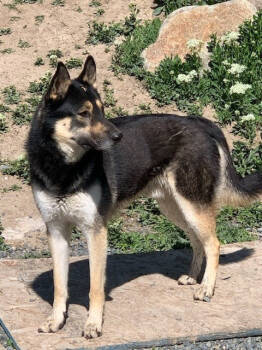 Rescue German Shepherd Dog and Husky Dogs for Adoption in Thompson Falls, Montana - Rambler | PetCurious