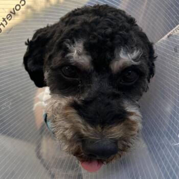 SUNDAE -  Miniature Poodle and Mixed Breed Dog for Adoption in Richmond, California - SUNDAE | PetCurious