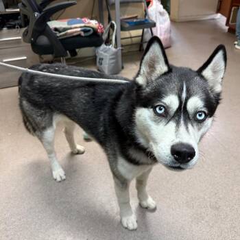 Husky Dogs Available for Adoption in Pasadena, California - Rida | PetCurious