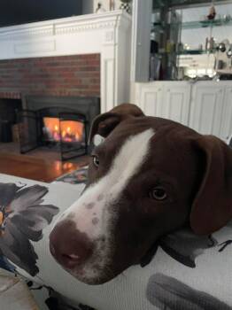 Rescue Pit Bull Terrier and Pointer Dogs for Adoption in Syracuse, New York - Bailey | PetCurious