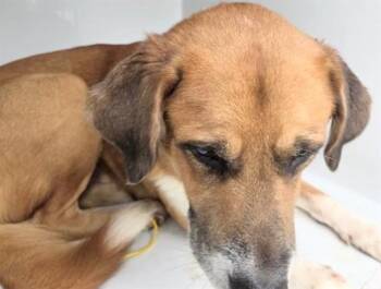 German Shepherd Dog and Mixed Breed Dogs Available for Adoption in Houston, Texas - NARCO | PetCurious