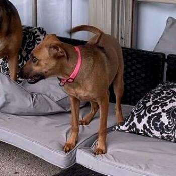 Rhodesian Ridgeback Dogs Available for Adoption in New Orleans, Louisiana - Laura | PetCurious