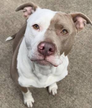 Pit Bull Terrier Dogs Available for Adoption - Cantaloupe | PetCurious